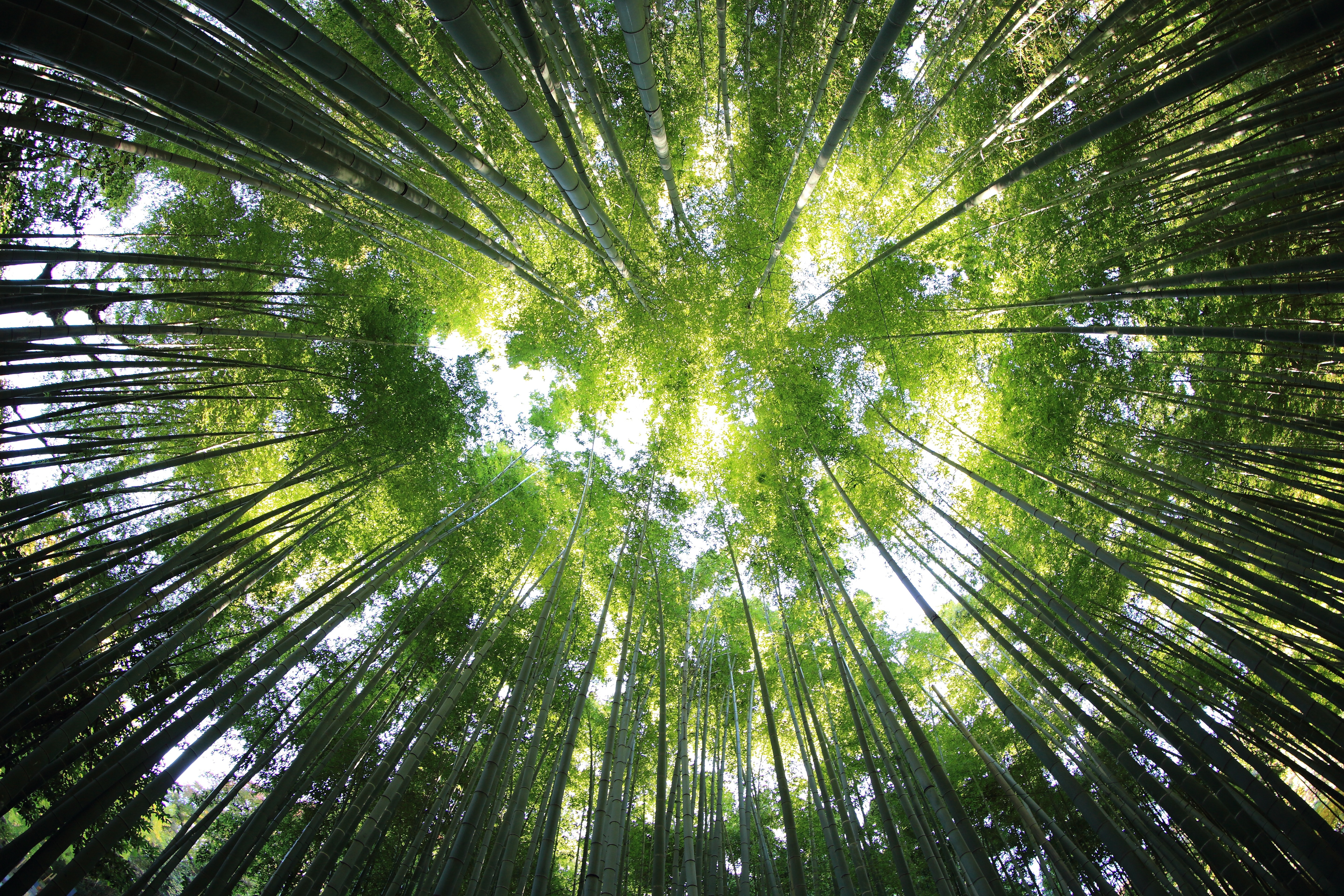 Una vez plantamos la semilla, el bambú japonés no crece hasta que pasan siete años. De repente, en seis semanas, puede llegar a crecer más de treinta metros. FOTO: KAZUEND. UNSPLASH.